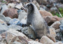 Marmota caligata